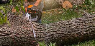 Professional  Tree Services in Frankfort, KY