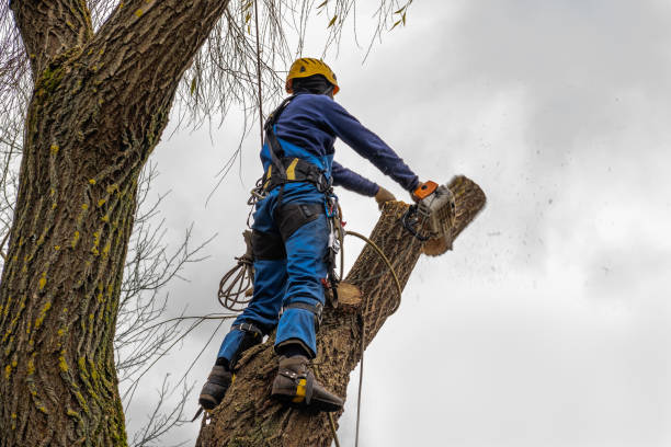 How Our Tree Care Process Works  in  Frankfort, KY